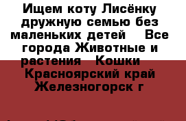 Ищем коту Лисёнку дружную семью без маленьких детей  - Все города Животные и растения » Кошки   . Красноярский край,Железногорск г.